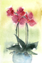 Røde orkideer